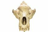 Fossil Upper Cave Bear (Ursus Spelaeus) Skull With Stand #227516-3